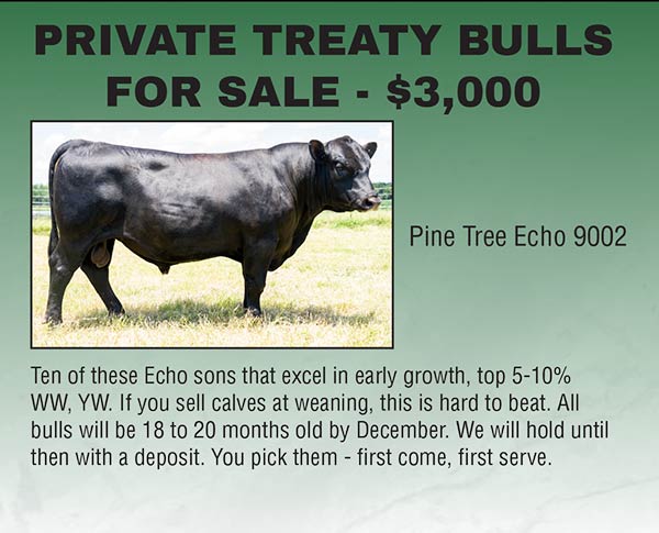 Private Treaty Bulls