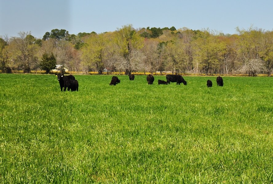 Distant Cow